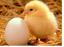 Duševní zdraví: Kuřata a vejce