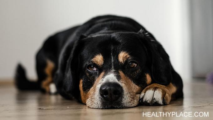 Váš pes zná depresi a pomůže vám zvládnout i ty nejtěžší časy. Můj pes mi pokaždé pomáhá skrze depresivní epizody. 