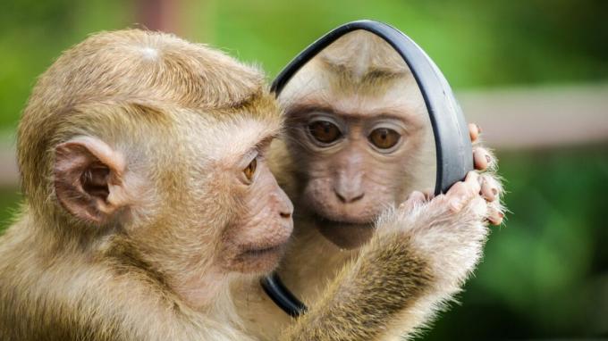Opice při pohledu do zrcadla