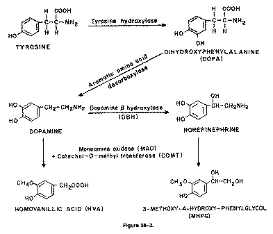 L Tyrosinový biochemický proces