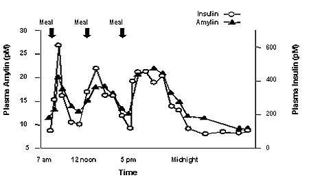 Profil sekrece amylínu a inzulínu u zdravých dospělých